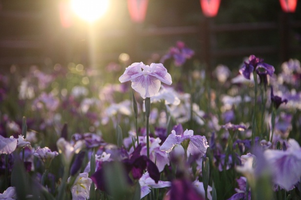 約500種100万株の紫・白・黄色の花菖蒲