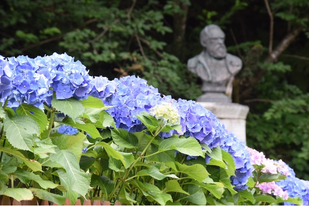 シーボルトの愛した花が長崎市内を彩る ながさき紫陽花まつり 開催中 ウォーカープラス