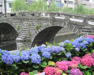 シーボルトの愛した花が長崎市内を彩る！「ながさき紫陽花まつり」開催中