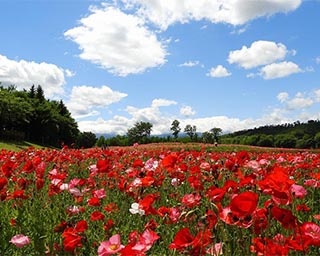 東北最大級のポピーの花景色を満喫！宮城県柴田郡川崎町で「ポピーまつり2019」開催