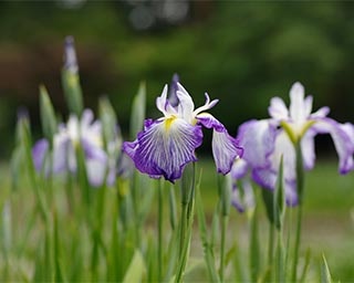 ときわ公園に8万本のハナショウブが咲き誇る！山口県宇部市で「しょうぶまつり」開催