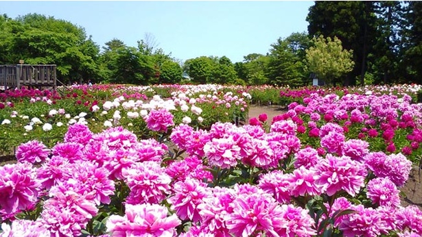 色鮮やかで華麗な大輪の花を満喫 青森県十和田市で 芍薬まつり19 開催 ウォーカープラス
