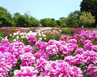 色鮮やかで華麗な大輪の花を満喫！青森県十和田市で「芍薬まつり2019」開催