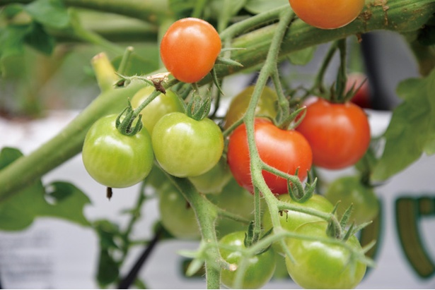グランド ハイアット 福岡 / 九州産トマトは料理だけでなく、産地別で食べ比べもできる※写真はイメージ 