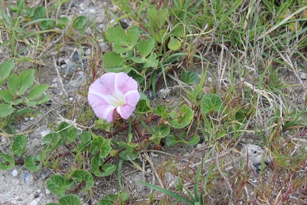 第二海堡の植物の多くは島外から持ち込まれたもの