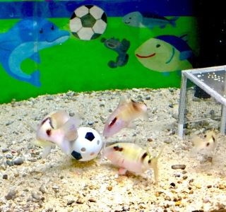 ヨコハマおもしろ水族館で「おさかなギョリンピック」開催中