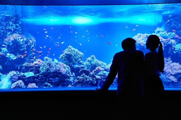 サンシャイン水族館で夏の思い出を作ろう