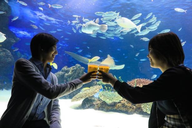 水槽を眺めながら飲食できるのはこの時期だけ！