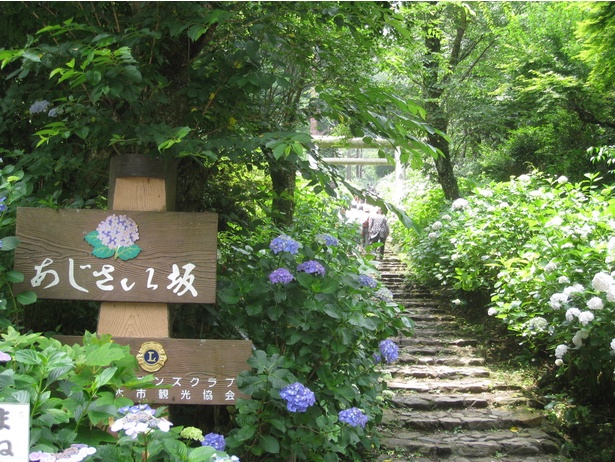 太平山県立自然公園のあじさい坂