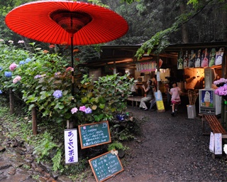 初夏の太平山を彩る約2500株の紫陽花！「とちぎあじさいまつり」開催