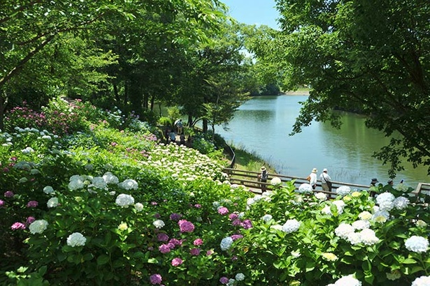 多様で色鮮やかなアジサイが園内を彩る 香川県仲多度郡まんのう町で あじさいまつり 開催 ウォーカープラス