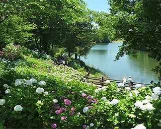 多様で色鮮やかなアジサイが園内を彩る！香川県仲多度郡まんのう町で「あじさいまつり」開催