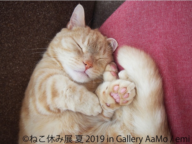 「ねこ休み展 夏 2019」が「東京ドームシティ Gallery AaMo」で最大規模で開催！