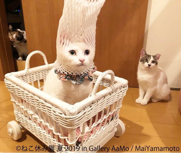 「ねこ休み展 夏 2019」が「東京ドームシティ Gallery AaMo」で最大規模で開催！