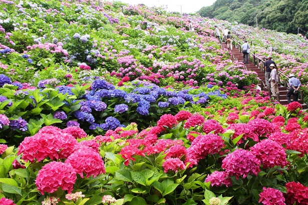 約5万株のアジサイが出迎えてくれる「形原温泉 あじさい祭り」 / ～2019年6月30日(日)