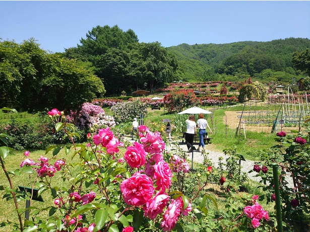 綺麗なバラが咲き誇る 長野県伊那市で 第12回 高遠 しんわの丘ローズガーデン バラ祭り 開催中 ウォーカープラス