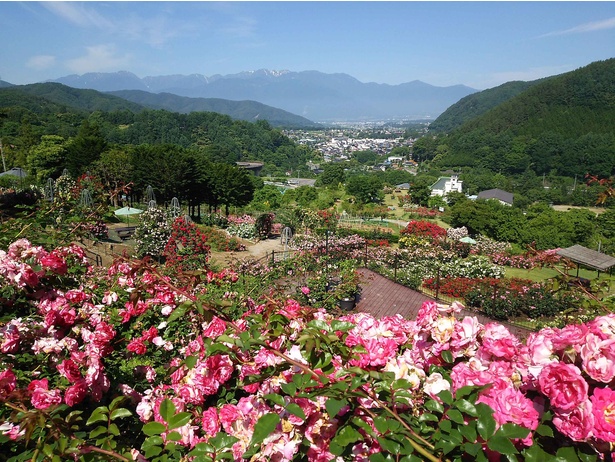 綺麗なバラが咲き誇る 長野県伊那市で 第12回 高遠 しんわの丘ローズガーデン バラ祭り 開催中 ウォーカープラス