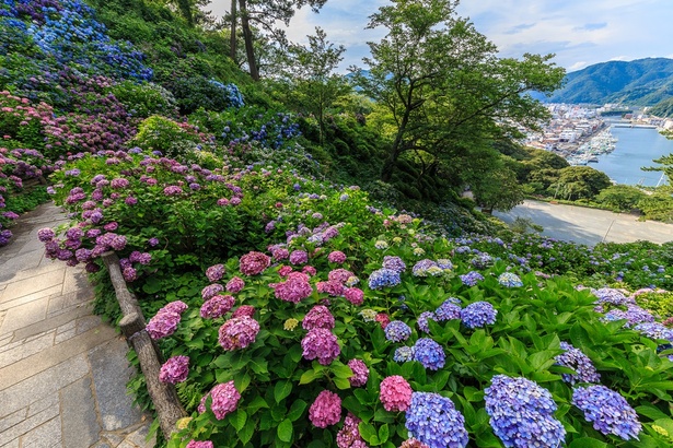 300万輪の紫陽花は圧巻 静岡県下田市で 下田公園 あじさい祭 開催中 ウォーカープラス