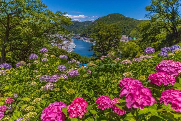 画像2 3 300万輪の紫陽花は圧巻 静岡県下田市で 下田公園 あじさい祭 開催中 ウォーカープラス