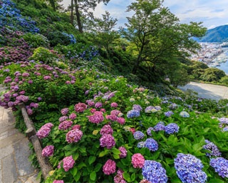 300万輪の紫陽花は圧巻！静岡県下田市で「下田公園　あじさい祭」開催中