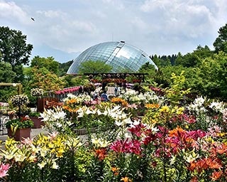 大人も子供も楽しめるイベントが満載！鳥取県西伯郡南部町で「ゆりまつり」開催