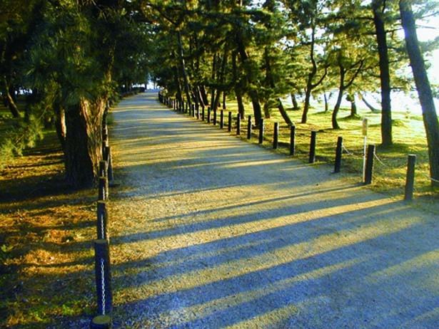 天橋立公園内の約5000本の松並木も散策しよう/天橋立