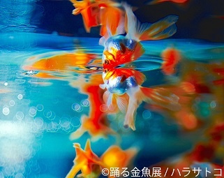 「踊る金魚展」東京＆名古屋で7月に初開催！