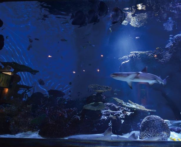 いおワールド かごしま水族館 / “夜の水族館”で実施するトワイライトアクアリウム。夜の生態系が垣間見える
