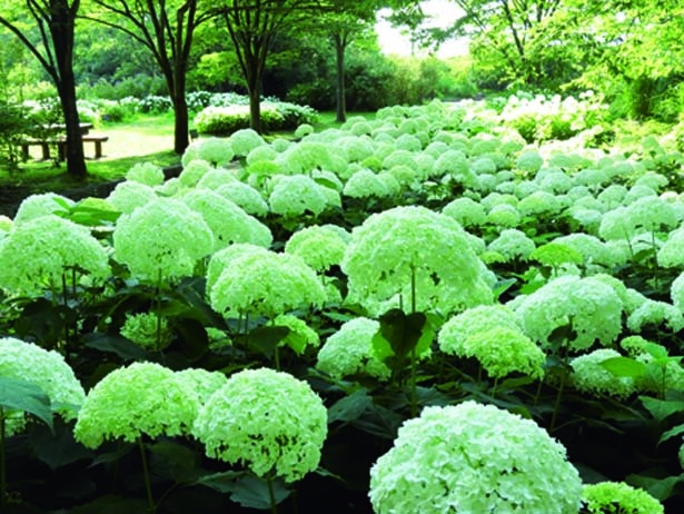 多目的広場外周で見られる珍しい品種のアナベル/神戸市立森林植物園