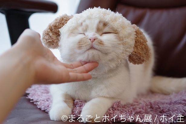 【画像を見る】話題の猫単独企画展「まるごとホイちゃん展 in 仙台」が開催！