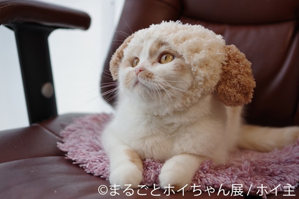話題の猫単独企画展「まるごとホイちゃん展 in 仙台」が開催！
