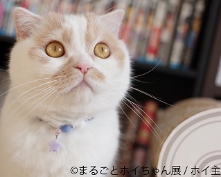 ananの表紙にもなった話題の猫、単独企画展「まるごとホイちゃん展 in 仙台」が開催！