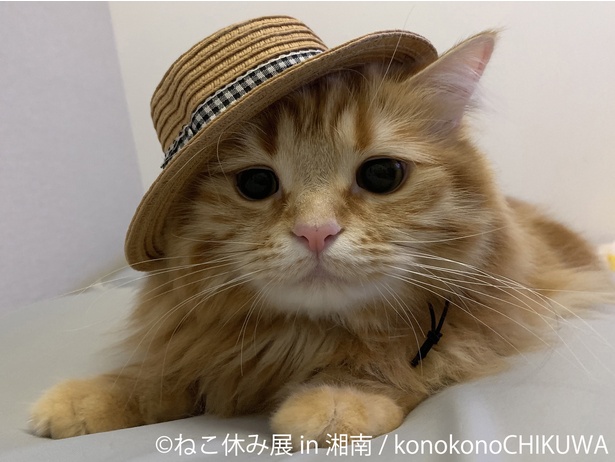 【画像を見る】藤沢にてスター猫の写真展「ねこ休み展 in 湘南」が開催！