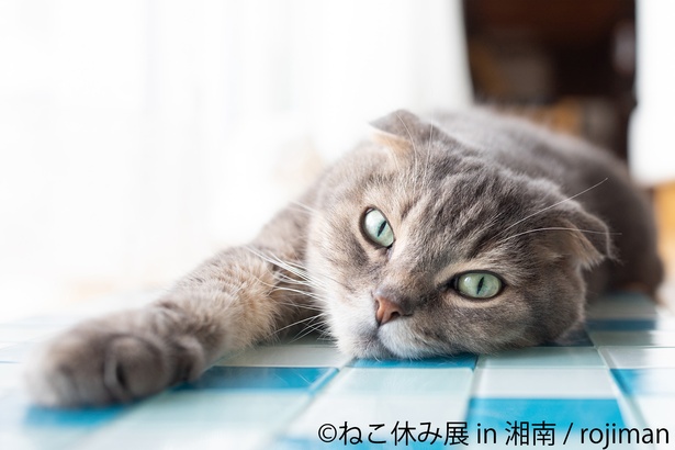 藤沢にてスター猫の写真展「ねこ休み展 in 湘南」が開催！