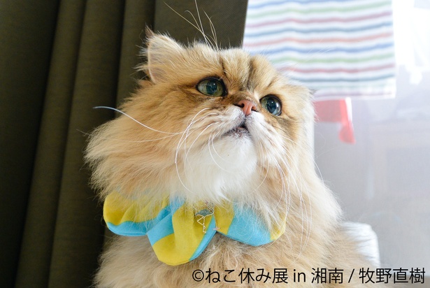 藤沢にてスター猫の写真展「ねこ休み展 in 湘南」が開催！