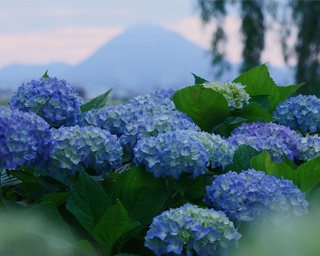 四季を通じて花々を楽しめるスポット！滋賀県のもりやま芦刈園であじさいが見ごろ