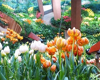 チューリップと夏の花々とのコラボを楽しむ　富山県砺波市で「季節を彩る花々」開催中