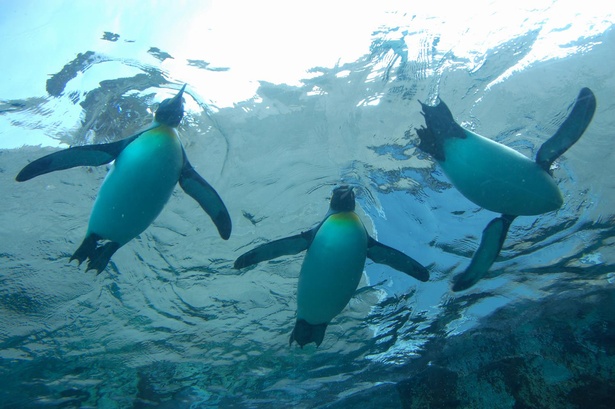 旭川市旭山動物園のペンギン水槽