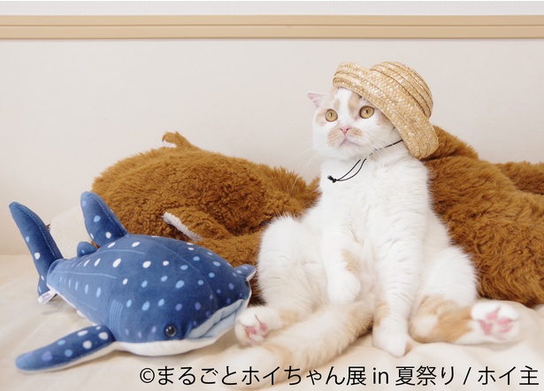 anan表紙で話題の猫「まるごとホイちゃん展in夏祭り」東京で開催