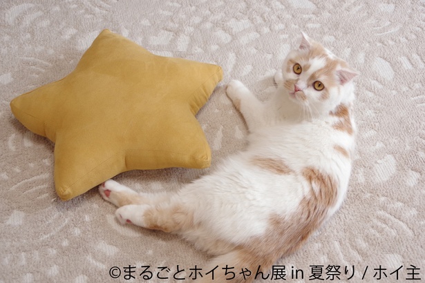 【画像を見る】anan表紙で話題の猫「まるごとホイちゃん展in夏祭り」東京で開催