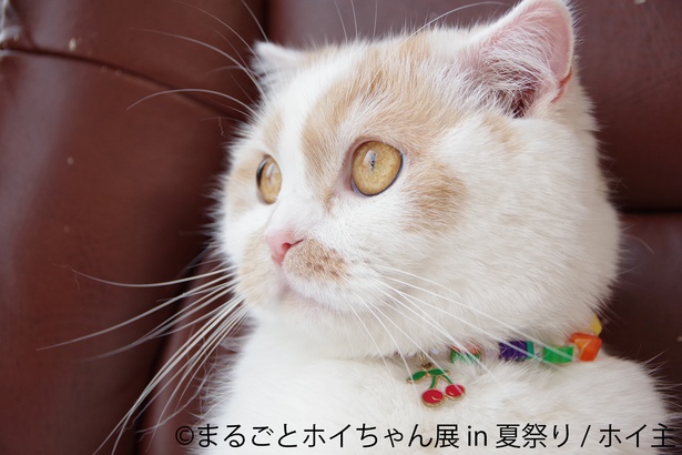 anan表紙で話題の猫「まるごとホイちゃん展in夏祭り」東京で開催