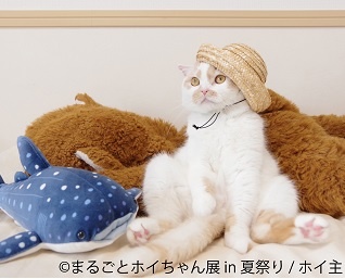 anan表紙で話題の猫、単独企画展「まるごとホイちゃん展in夏祭り」東京で開催