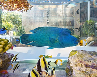 沖縄の”美ら海”が銀座に出現！都会の真ん中に涼を呼ぶ「Sony Aquarium」開催