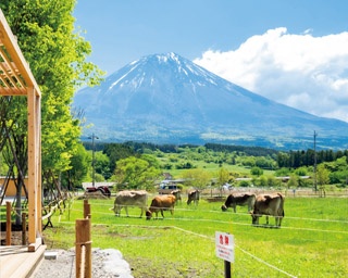 リゾート気分で牧場グルメを堪能しよう！ウシと富士山を望む癒し空間「カウリゾートいでぼく in 人穴」