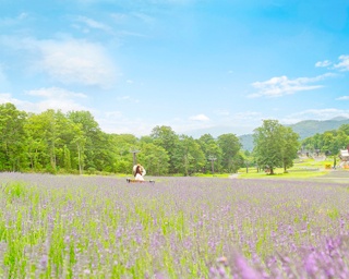 5万株のラベンダーが咲き誇る癒しの楽園！群馬県たんばらラベンダーパークがオープン