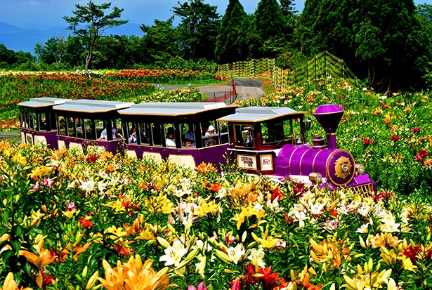 虹のカーテンも登場 琵琶湖とユリの絶景スポット 滋賀 びわこ箱館山ゆり園 ウォーカープラス