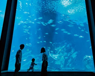 0・1歳のベビーと夏のおでかけデビュー！福岡「マリンワールド海の中道」