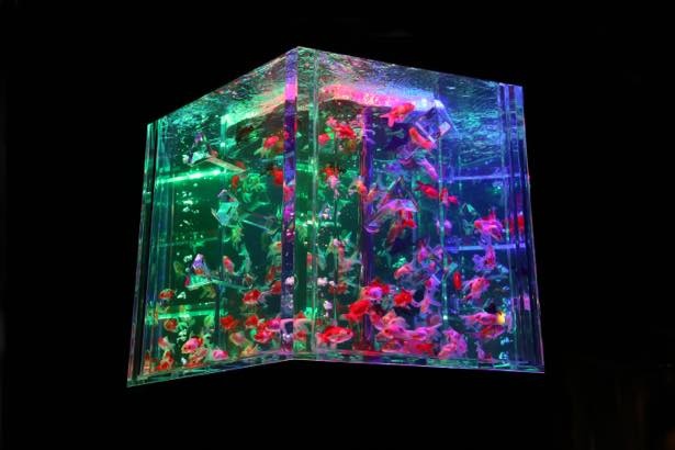 【写真】金魚による六面体の万華鏡「カレイドリウム」ほか、写真で見る作品一覧