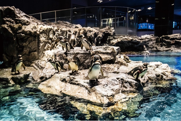 すみだ水族館 / 愛らしい姿で一番人気のマゼランペンギン