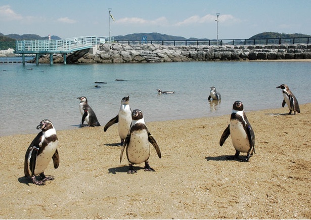 長崎ペンギン水族館 / ふれあいペンギンビーチ